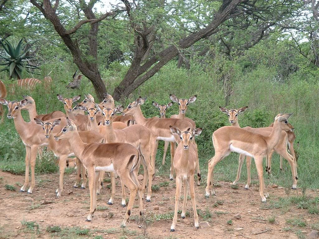 Deer Africa