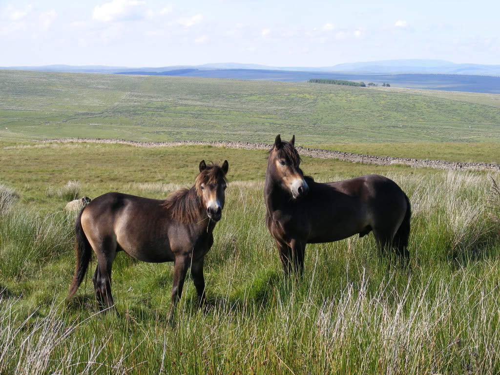 Exmoor Ponies Pictures, Images and Photos