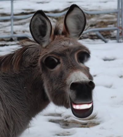 smile donkey