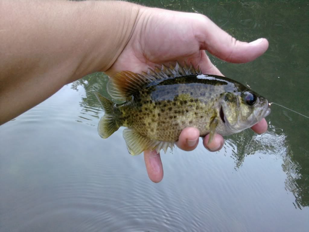 AnotherFinleyRockBass27Sep09.jpg