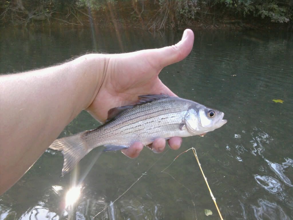 FinleyWhiteBass27Sep09.jpg