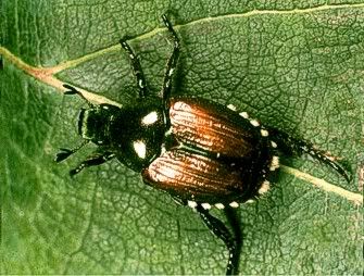 JapaneseBeetles.jpg