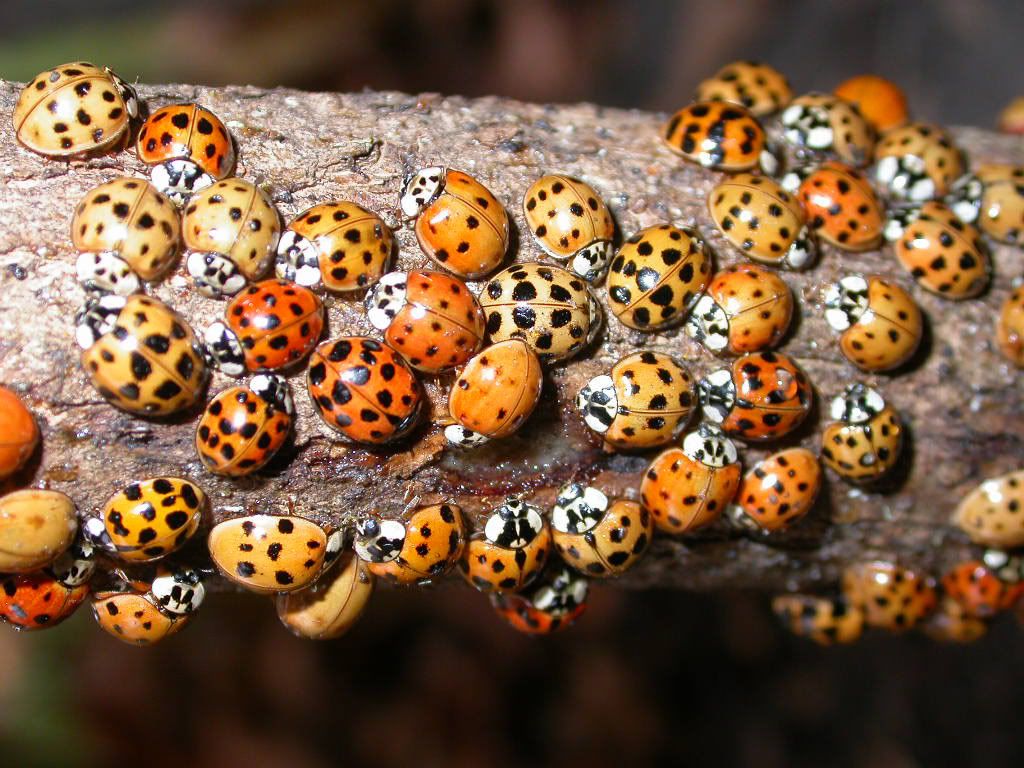 asianladybeetles.jpg