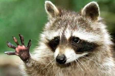 cute_funny_animals_24.jpg high 5 image by Angel-eyes-SST