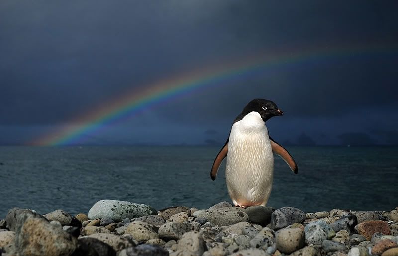    , ,   penguin.jpg