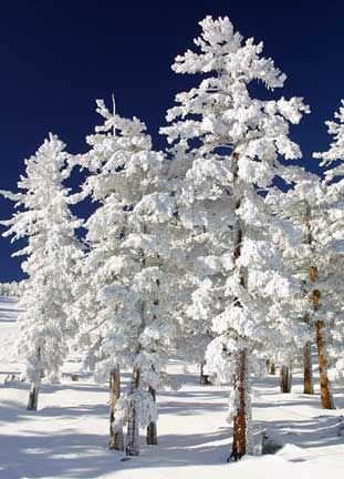 snow on trees photo: Snow Clad Trees Snow-Clad-Trees-thumb.jpg