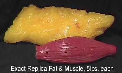 muscle-vs-fat.jpg