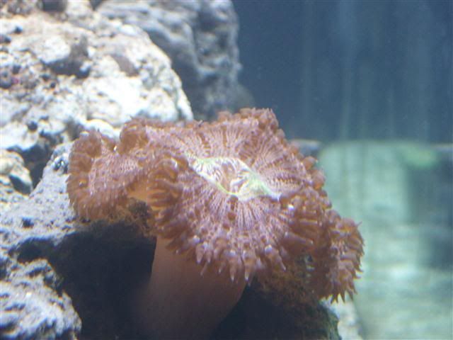 BrownRockAnemone.jpg