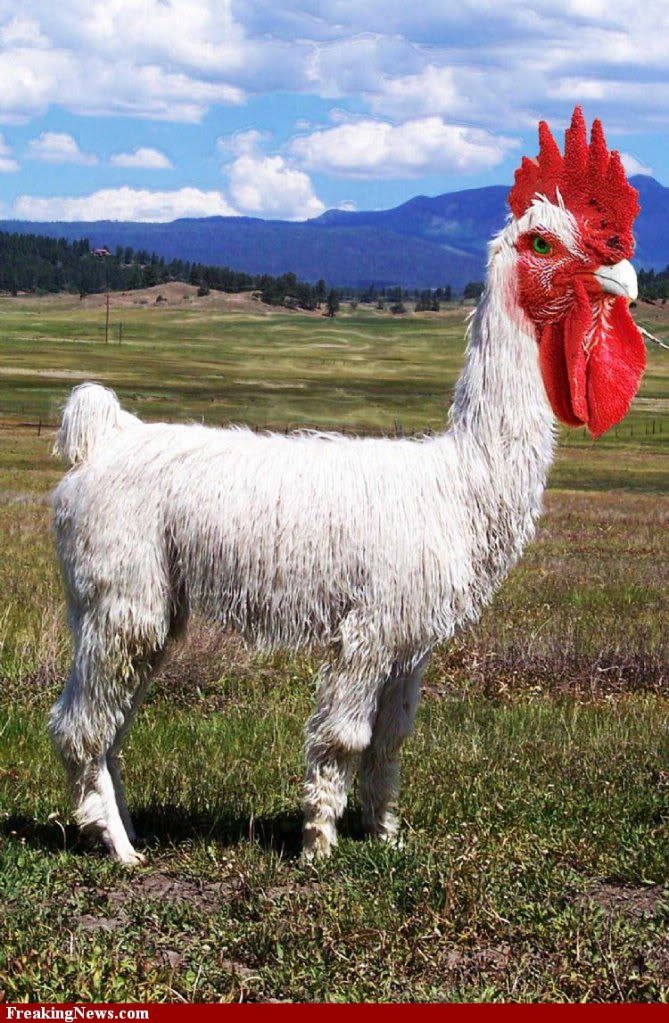 Lama-Rooster--62206.jpg