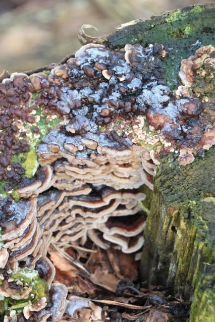 IMAGE: http://i690.photobucket.com/albums/vv265/CATERHAM/IMG_5001.jpg