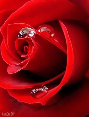 Red Rose Pictures, Images and Photos