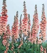 Foxglove Pink Champagne Pictures, Images and Photos