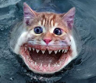 catfish.jpg