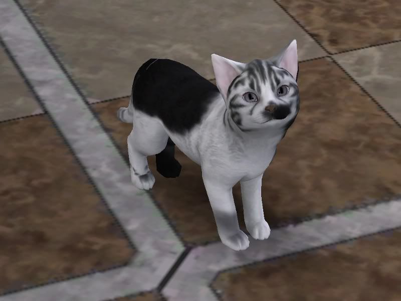 floh1.jpg