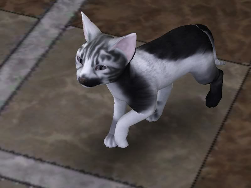 freya1.jpg