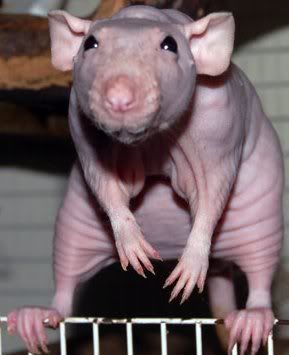 hairless rat Pictures, Images and Photos