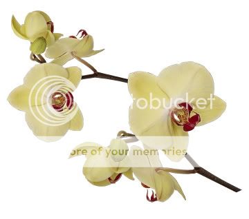 Orchid Flower   Wall Decal   Deco Art Sticker Mural  