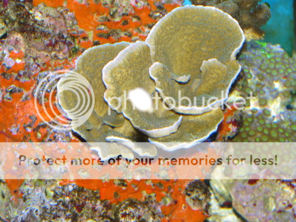 small abalone - Reef Central Online Community